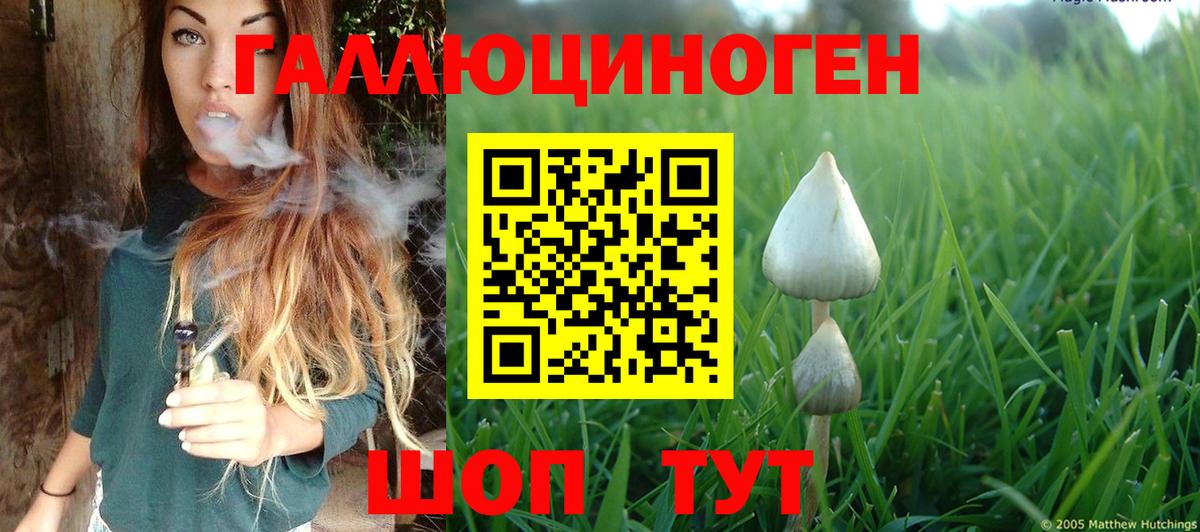 Галлюциногенные грибы Psilocybe Санкт-Петербург